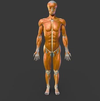 Z-Anatomy 3D muscular model